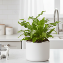 buy fern 'crocodile' live houseplant 4" pot online, textured light green fronds with bold dark green clathrate scales, compact rosette form, slow growing and long lasting, thrives in high humidity, a stunning architectural accent for any indoor jungle display