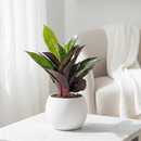 3" pot croton 'iceton' live houseplant for sale, striking oval leaves maturing from lime green to burgundy and red, dense upright shrub habit, richly veined tropical foliage, humidity-loving warm-climate plant, a bold architectural statement piece for shelves or floor displays, a colorful and memorable gift for any plant lover
