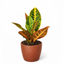 buy croton petra 'joseph's coat' live plant 6" pot online in black cylinder pot, mature lush tropical shrub with vivid painted-looking multicolor leaves, upright architectural form, air-purifying and bold, long-lived heirloom houseplant, a stunning accent for bright indoor spaces, an unforgettable gift for any occasion