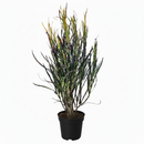 4" pot croton 'picasso' live houseplant for sale, intense strap leaves splashed with copper orange red green and gold tones, slow-growing tropical cultivar with an artistic upright form, glossy colorful narrow foliage unlike any standard croton variety, prefers warm humid bright conditions, a lively tabletop accent for modern or eclectic home decor, a thoughtful and eye-catching gift for any plant enthusiast
