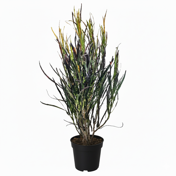 paintbrush succulent Croton Picasso - Picasso’s Paintbrush
