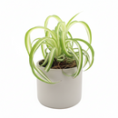 curly spider plant for sale (near me), buy bonnie curly spider plant, chlorophytum comosum, hanging spider plant, spider plant hanging basket, spider plant clean air, spider plant air purifying, best house plant for clean air, curly leaf spider plant, indoor hanging plant, indoor plant hanging ideas - easy care house plant