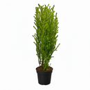4 inch lemon cypress, drought-tolerant live plants, plants for holiday decoration, buy live plants online