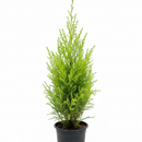 4 inch lemon cypress, drought-tolerant live plants, plants for holiday decoration, buy live plants online