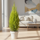 4 inch lemon cypress, drought-tolerant live plants, plants for holiday decoration, buy live plants online
