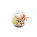 DIY globe air plant terrarium with river stones, double opening terrarium, tabletop terrarium, tillandsia terrarium kit