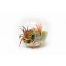 DIY globe air plant terrarium with river stones, double opening terrarium, tabletop terrarium, tillandsia terrarium kit