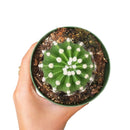 buy domino cactus echinopsis live cactus 4 inch online, dark green spherical cactus showcasing iconic domino-like white woolly areoles, fragrant nocturnal white flowers from late spring through summer, compact upright non-trailing growth habit, thrives in bright light with minimal watering, a beautiful and easy care plant gift for any occasion