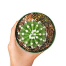 buy domino cactus echinopsis live cactus 4 inch online, dark green spherical cactus showcasing iconic domino-like white woolly areoles, fragrant nocturnal white flowers from late spring through summer, compact upright non-trailing growth habit, thrives in bright light with minimal watering, a beautiful and easy care plant gift for any occasion