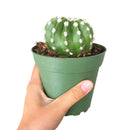 buy domino cactus echinopsis live cactus 4 inch online, dark green spherical cactus showcasing iconic domino-like white woolly areoles, fragrant nocturnal white flowers from late spring through summer, compact upright non-trailing growth habit, thrives in bright light with minimal watering, a beautiful and easy care plant gift for any occasion