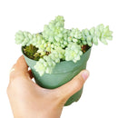 Sedum Donkey's Tail Succulent - Sedum Burrito