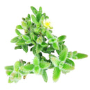 Buy Delosperma echinatum 'Pickle Plant' live succulent houseplant 6" pot online. The Pickle Plant is admired for its unique textured foliage and compact growth habit that stands out in any succulent collection. Easy to grow and drought tolerant, it flourishes with bright, indirect light and occasional watering. An excellent choice for homes, apartments, and anyone looking for an unusual indoor succulent.