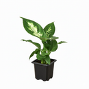 buy dieffenbachia camille live houseplant 3" pot online, nursery pot with cheerful compact tropical plant featuring creamy variegated oval leaves, vivid green and white color contrast, dense clumping bushy growth, low maintenance air purifying aroid, charming starter plant for windowsills and shelves, a delightful and easy-to-love plant gift