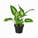 buy dieffenbachia camille live houseplant 3" pot online, nursery pot with cheerful compact tropical plant featuring creamy variegated oval leaves, vivid green and white color contrast, dense clumping bushy growth, low maintenance air purifying aroid, charming starter plant for windowsills and shelves, a delightful and easy-to-love plant gift
