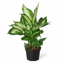 buy dieffenbachia camille live houseplant 3" pot online, nursery pot with cheerful compact tropical plant featuring creamy variegated oval leaves, vivid green and white color contrast, dense clumping bushy growth, low maintenance air purifying aroid, charming starter plant for windowsills and shelves, a delightful and easy-to-love plant gift