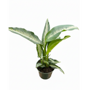 6" pot dieffenbachia panther live plant for sale, large broad leaves with creamy white and neon green patterning, compact upright habit, fast growing air purifying houseplant, glossy textured tropical foliage, lush jungle inspired home decor accent, ideal gift for plant lovers and interior styling enthusiasts