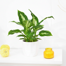 buy dieffenbachia camille live houseplant 3" pot online, nursery pot with cheerful compact tropical plant featuring creamy variegated oval leaves, vivid green and white color contrast, dense clumping bushy growth, low maintenance air purifying aroid, charming starter plant for windowsills and shelves, a delightful and easy-to-love plant gift