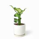 buy dieffenbachia camille live houseplant 3" pot online, nursery pot with cheerful compact tropical plant featuring creamy variegated oval leaves, vivid green and white color contrast, dense clumping bushy growth, low maintenance air purifying aroid, charming starter plant for windowsills and shelves, a delightful and easy-to-love plant gift