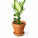 buy dieffenbachia camille live houseplant 3" pot online, nursery pot with cheerful compact tropical plant featuring creamy variegated oval leaves, vivid green and white color contrast, dense clumping bushy growth, low maintenance air purifying aroid, charming starter plant for windowsills and shelves, a delightful and easy-to-love plant gift