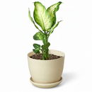 buy dieffenbachia camille live houseplant 3" pot online, nursery pot with cheerful compact tropical plant featuring creamy variegated oval leaves, vivid green and white color contrast, dense clumping bushy growth, low maintenance air purifying aroid, charming starter plant for windowsills and shelves, a delightful and easy-to-love plant gift