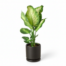 buy dieffenbachia camille live houseplant 3" pot online, nursery pot with cheerful compact tropical plant featuring creamy variegated oval leaves, vivid green and white color contrast, dense clumping bushy growth, low maintenance air purifying aroid, charming starter plant for windowsills and shelves, a delightful and easy-to-love plant gift