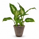buy dieffenbachia camille live houseplant 3" pot online, nursery pot with cheerful compact tropical plant featuring creamy variegated oval leaves, vivid green and white color contrast, dense clumping bushy growth, low maintenance air purifying aroid, charming starter plant for windowsills and shelves, a delightful and easy-to-love plant gift