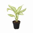 buy dieffenbachia 'camouflage' live plant 4" pot online, vivid cream and chartreuse mottled leaf pattern resembling natural camouflage, lush full canopy of large tropical leaves, fast grower with bold visual impact, tolerates medium to low indoor light conditions, elegant statement plant for shelves or tabletops, a rare and desirable houseplant gift idea