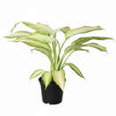 buy dieffenbachia 'camouflage' live plant 4" pot online, vivid cream and chartreuse mottled leaf pattern resembling natural camouflage, lush full canopy of large tropical leaves, fast grower with bold visual impact, tolerates medium to low indoor light conditions, elegant statement plant for shelves or tabletops, a rare and desirable houseplant gift idea