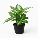 6" pot dieffenbachia 'tropic snow' live plant for sale, lush broad foliage with dramatic cream-white and forest green variegation, fast-growing statement plant on thick upright canes, tolerates shade and indirect light equally well, air-purifying indoor tropical with decades of popularity, elevates modern and bohemian interiors alike, an unforgettable gift for any plant lover