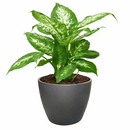 6" pot dieffenbachia 'tropic snow' live plant for sale, lush broad foliage with dramatic cream-white and forest green variegation, fast-growing statement plant on thick upright canes, tolerates shade and indirect light equally well, air-purifying indoor tropical with decades of popularity, elevates modern and bohemian interiors alike, an unforgettable gift for any plant lover
