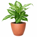 6" pot dieffenbachia 'tropic snow' live plant for sale, lush broad foliage with dramatic cream-white and forest green variegation, fast-growing statement plant on thick upright canes, tolerates shade and indirect light equally well, air-purifying indoor tropical with decades of popularity, elevates modern and bohemian interiors alike, an unforgettable gift for any plant lover