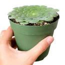 4 inch aeonium dinner plate live succulent for sale, large plate-shaped flat rosette with vivid light green fleshy leaves, ground-level spreading growth with dramatic symmetrical form, rare monocarpic succulent with eventual yellow bloom spike, cool-