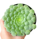 4 inch aeonium dinner plate live succulent for sale, large plate-shaped flat rosette with vivid light green fleshy leaves, ground-level spreading growth with dramatic symmetrical form, rare monocarpic succulent with eventual yellow bloom spike, cool-