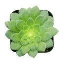 4 inch aeonium dinner plate live succulent for sale, large plate-shaped flat rosette with vivid light green fleshy leaves, ground-level spreading growth with dramatic symmetrical form, rare monocarpic succulent with eventual yellow bloom spike, cool-