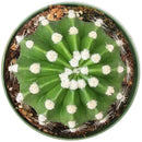 buy domino cactus echinopsis live cactus 4 inch online, dark green spherical cactus showcasing iconic domino-like white woolly areoles, fragrant nocturnal white flowers from late spring through summer, compact upright non-trailing growth habit, thrives in bright light with minimal watering, a beautiful and easy care plant gift for any occasion
