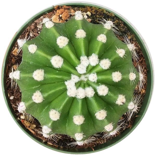 domino succulent Domino Cactus Echinopsis Succulent