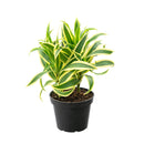 buy dracaena 'song of india' live houseplant 6" pot online, white cylinder pot displaying tall upright branching form with tufted heads of lemon-lime and deep green variegated leaves, architectural slow-growing tropical evergreen, air toxin filtering houseplant, low-maintenance care for beginners and experienced growers alike, striking floor plant for modern or tropical-themed interiors, an exceptional gift for any plant lover