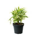 buy dracaena 'song of india' live houseplant 6" pot online, white cylinder pot displaying tall upright branching form with tufted heads of lemon-lime and deep green variegated leaves, architectural slow-growing tropical evergreen, air toxin filtering houseplant, low-maintenance care for beginners and experienced growers alike, striking floor plant for modern or tropical-themed interiors, an exceptional gift for any plant lover