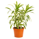 buy dracaena 'song of india' live houseplant 6" pot online, white cylinder pot displaying tall upright branching form with tufted heads of lemon-lime and deep green variegated leaves, architectural slow-growing tropical evergreen, air toxin filtering houseplant, low-maintenance care for beginners and experienced growers alike, striking floor plant for modern or tropical-themed interiors, an exceptional gift for any plant lover