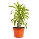 buy dracaena 'song of india' live houseplant 6" pot online, white cylinder pot displaying tall upright branching form with tufted heads of lemon-lime and deep green variegated leaves, architectural slow-growing tropical evergreen, air toxin filtering houseplant, low-maintenance care for beginners and experienced growers alike, striking floor plant for modern or tropical-themed interiors, an exceptional gift for any plant lover