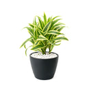 buy dracaena 'song of india' live houseplant 6" pot online, white cylinder pot displaying tall upright branching form with tufted heads of lemon-lime and deep green variegated leaves, architectural slow-growing tropical evergreen, air toxin filtering houseplant, low-maintenance care for beginners and experienced growers alike, striking floor plant for modern or tropical-themed interiors, an exceptional gift for any plant lover