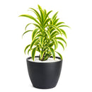 buy dracaena 'song of india' live houseplant 6" pot online, white cylinder pot displaying tall upright branching form with tufted heads of lemon-lime and deep green variegated leaves, architectural slow-growing tropical evergreen, air toxin filtering houseplant, low-maintenance care for beginners and experienced growers alike, striking floor plant for modern or tropical-themed interiors, an exceptional gift for any plant lover
