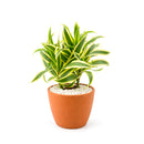 buy dracaena 'song of india' live houseplant 6" pot online, white cylinder pot displaying tall upright branching form with tufted heads of lemon-lime and deep green variegated leaves, architectural slow-growing tropical evergreen, air toxin filtering houseplant, low-maintenance care for beginners and experienced growers alike, striking floor plant for modern or tropical-themed interiors, an exceptional gift for any plant lover