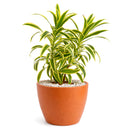 buy dracaena 'song of india' live houseplant 6" pot online, white cylinder pot displaying tall upright branching form with tufted heads of lemon-lime and deep green variegated leaves, architectural slow-growing tropical evergreen, air toxin filtering houseplant, low-maintenance care for beginners and experienced growers alike, striking floor plant for modern or tropical-themed interiors, an exceptional gift for any plant lover
