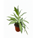 6" pot dracaena song of jamaica live houseplant for sale, lush multi-cane arrangement with dense tufted leaf clusters, subtle yellow-green banding on narrow lance-shaped leaves, adaptable to average indoor humidity, air-purifying and long-lived, an elegant floor-level focal point for any interior, a gorgeous gift for home or office greenery lovers