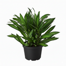 6" pot dracaena song of jamaica live houseplant for sale, lush multi-cane arrangement with dense tufted leaf clusters, subtle yellow-green banding on narrow lance-shaped leaves, adaptable to average indoor humidity, air-purifying and long-lived, an elegant floor-level focal point for any interior, a gorgeous gift for home or office greenery lovers