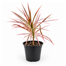 4" pot dracaena 'colorama' live houseplant for sale, deep green leaves with vivid reddish-pink edges, slender upright stem, striking variegated tropical foliage, drought-tolerant easy-care indoor plant, bold floor plant for modern interiors, thoughtful gift for home decorators
