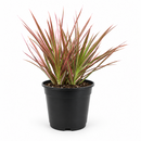 4" pot dracaena 'colorama' live houseplant for sale, deep green leaves with vivid reddish-pink edges, slender upright stem, striking variegated tropical foliage, drought-tolerant easy-care indoor plant, bold floor plant for modern interiors, thoughtful gift for home decorators