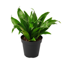 buy dracaena 'janet craig' live houseplant 8" pot online, full mature specimen with dramatic arching deep green foliage, naturally shiny lance-shaped leaves on a thick woody trunk, exceptional low-light tolerance and air-purifying capability, one of the most enduring and easy care tropical floor plants, grand architectural statement for hallways and open living spaces, a truly impressive gift for any plant enthusiast