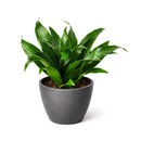 buy dracaena 'janet craig' live houseplant 8" pot online, full mature specimen with dramatic arching deep green foliage, naturally shiny lance-shaped leaves on a thick woody trunk, exceptional low-light tolerance and air-purifying capability, one of the most enduring and easy care tropical floor plants, grand architectural statement for hallways and open living spaces, a truly impressive gift for any plant enthusiast